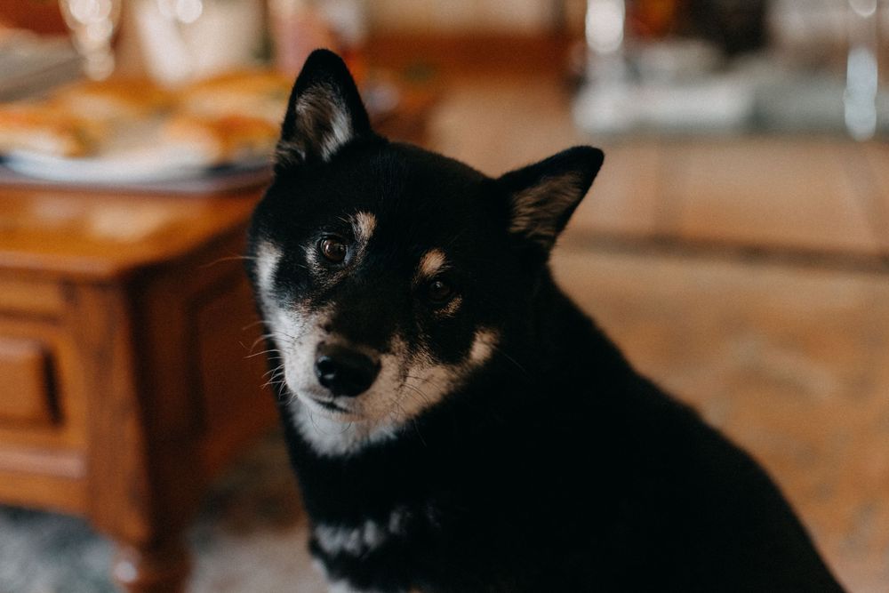 A black and tan dog with perked ears looks intently at the camera in close-up.