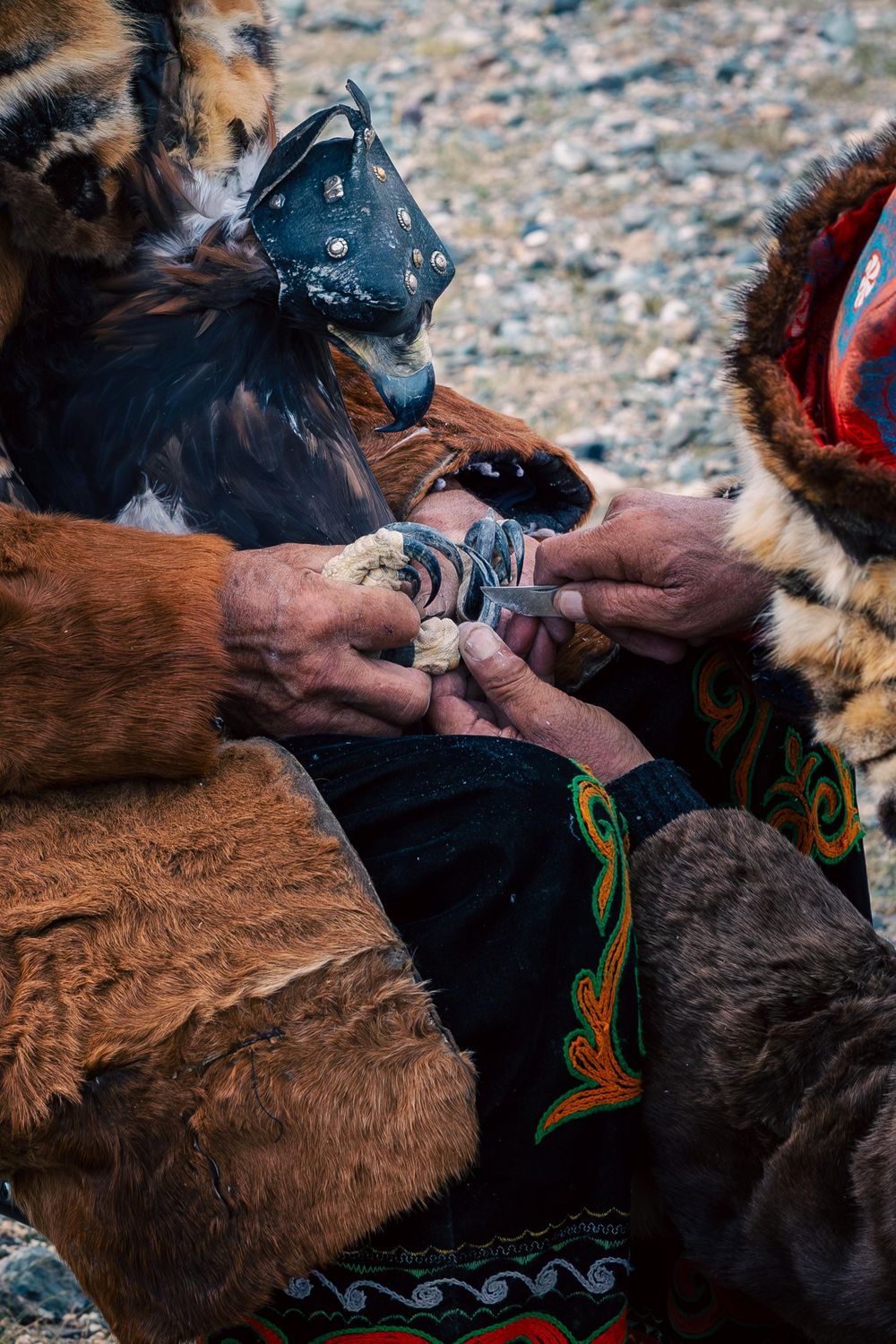 Hands in traditional fur clothing adjust equipment during an eagle hunting preparation.