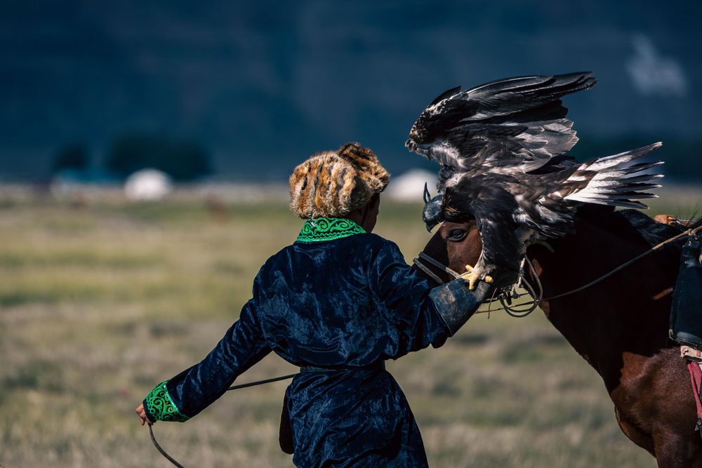 Falconer in blue deel training a large eagle in an open grassland setting.