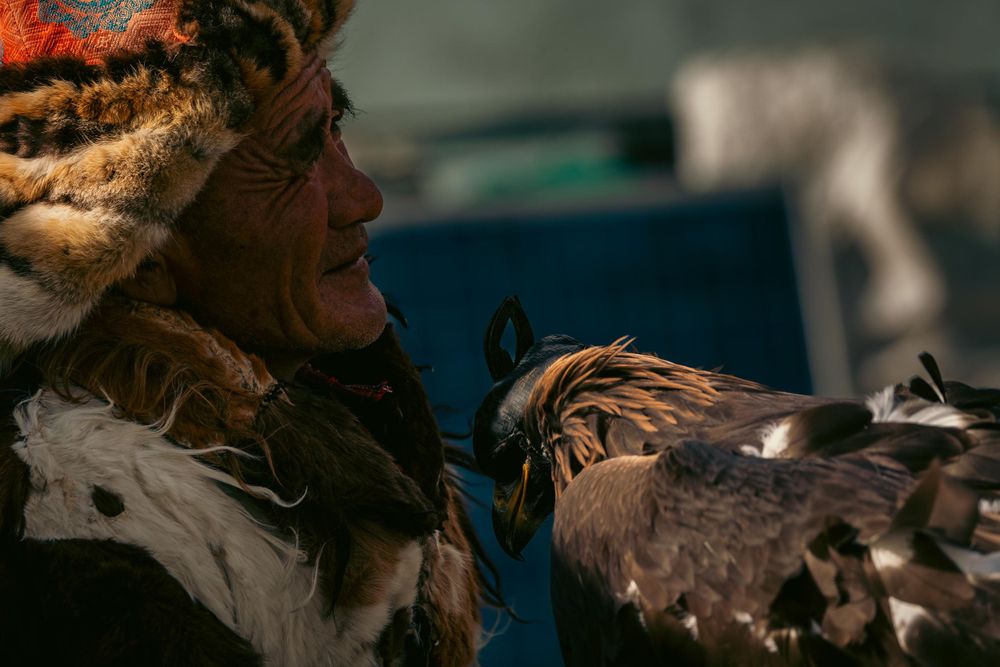 Close-up shot of a golden eagle perched on a falconer's glove at sunset.