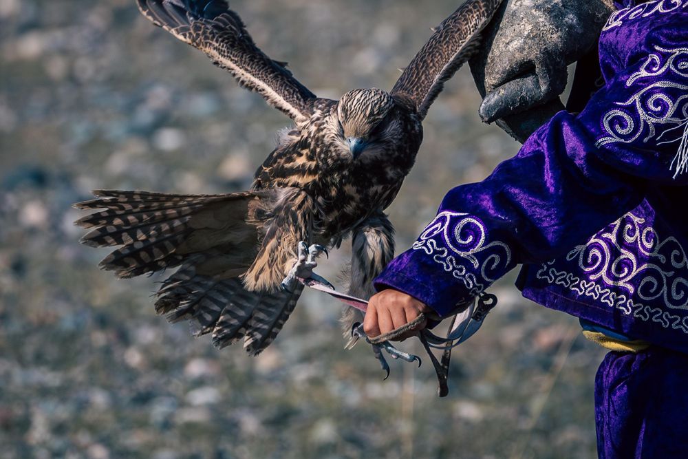 Close-up of a trained hunting bird spreading its wings while perched on a handler's arm.