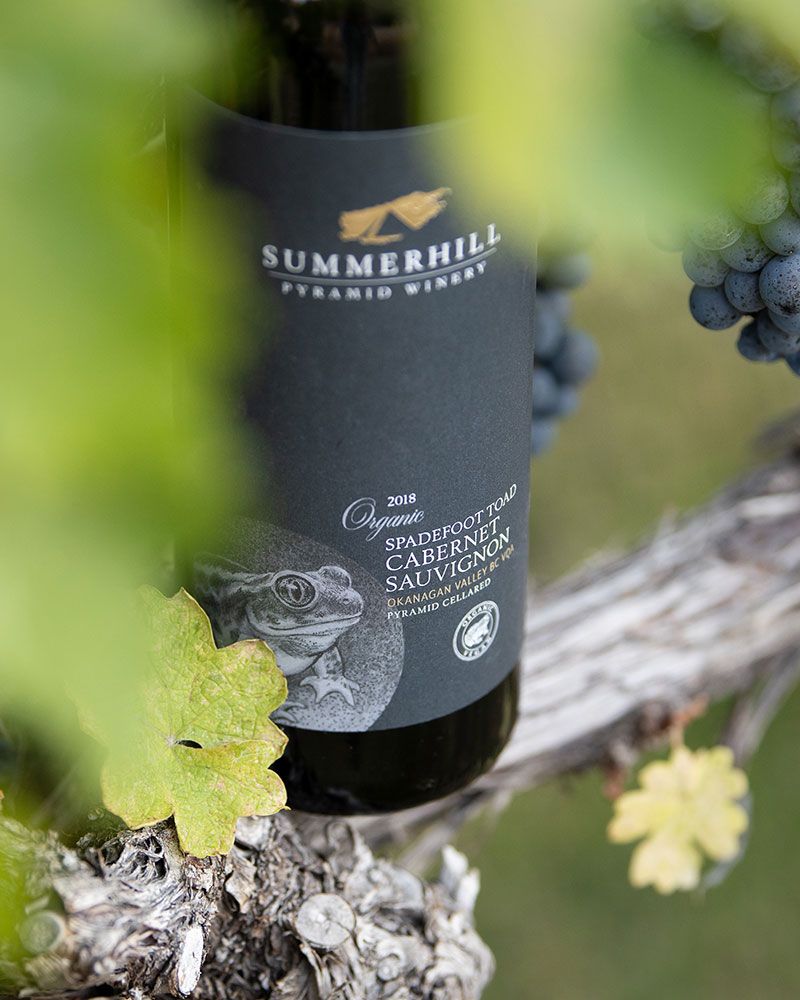 Okanagan branding photography featuring Summerhill Winery Spadefoot Toad wine in the vines.