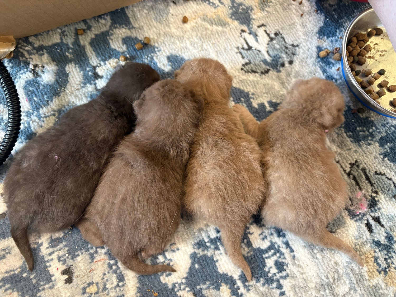 Multiple golden and chocolate colored dogs sleep huddled together in a cozy group formation.