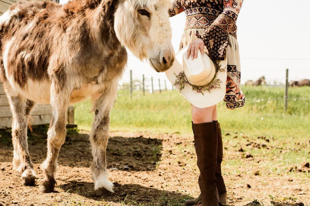 Mini donkey with brown and white fur eating leaves from a tree branch while standing outdoors.
