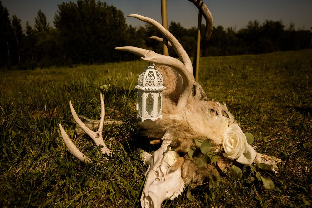 A vintage lantern rests on an antique deer skull with antlers in a moody outdoor setting.