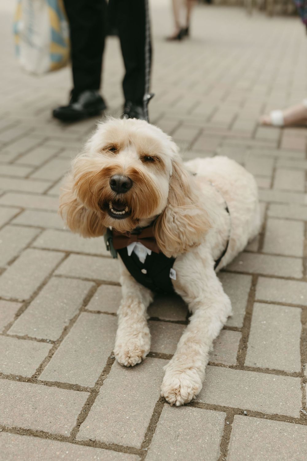 Adorable white fluffy dog wearing a formal black bowtie at a wedding.