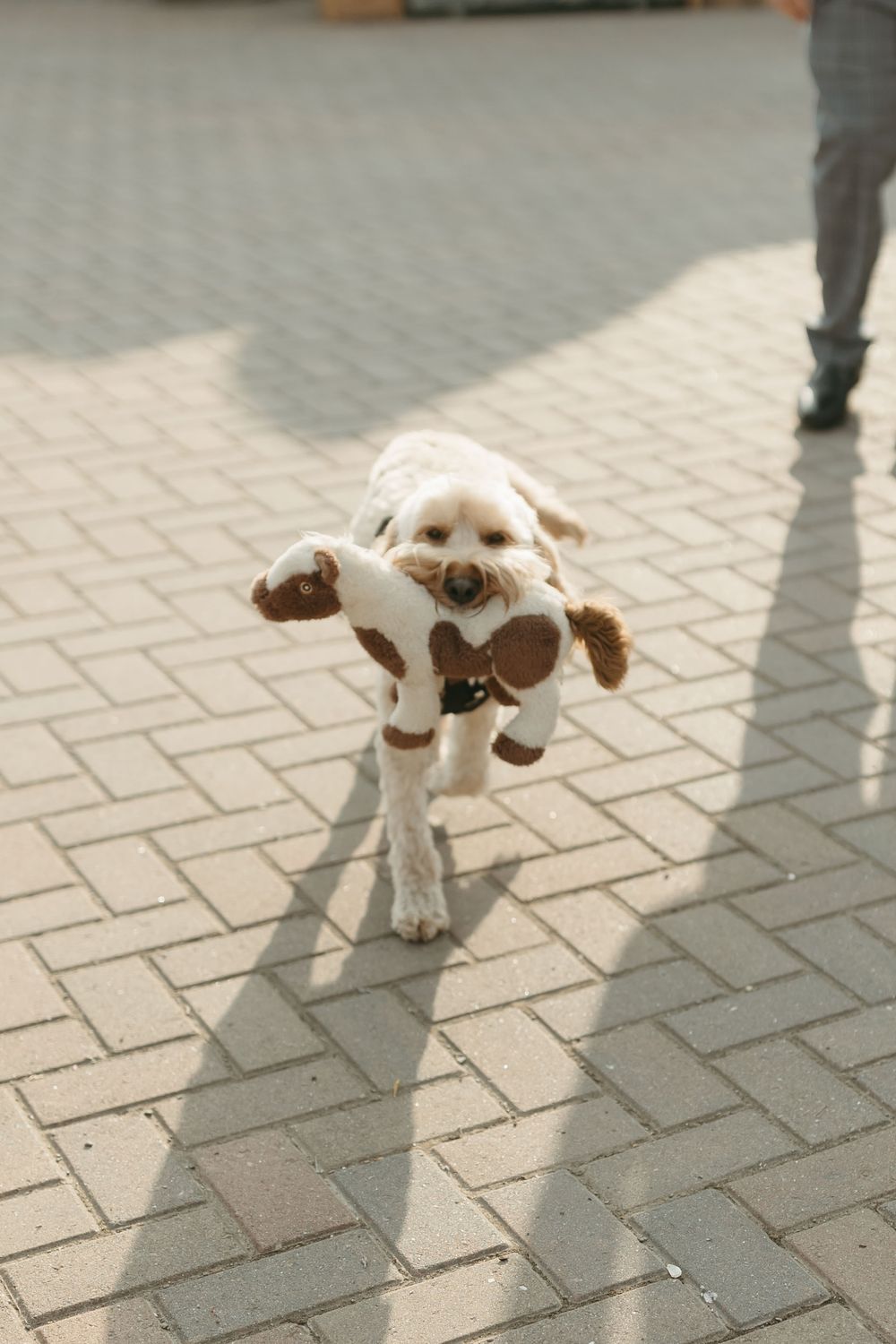 Playful white dog wearing a bowtie running across brick pavement at a wedding venue.