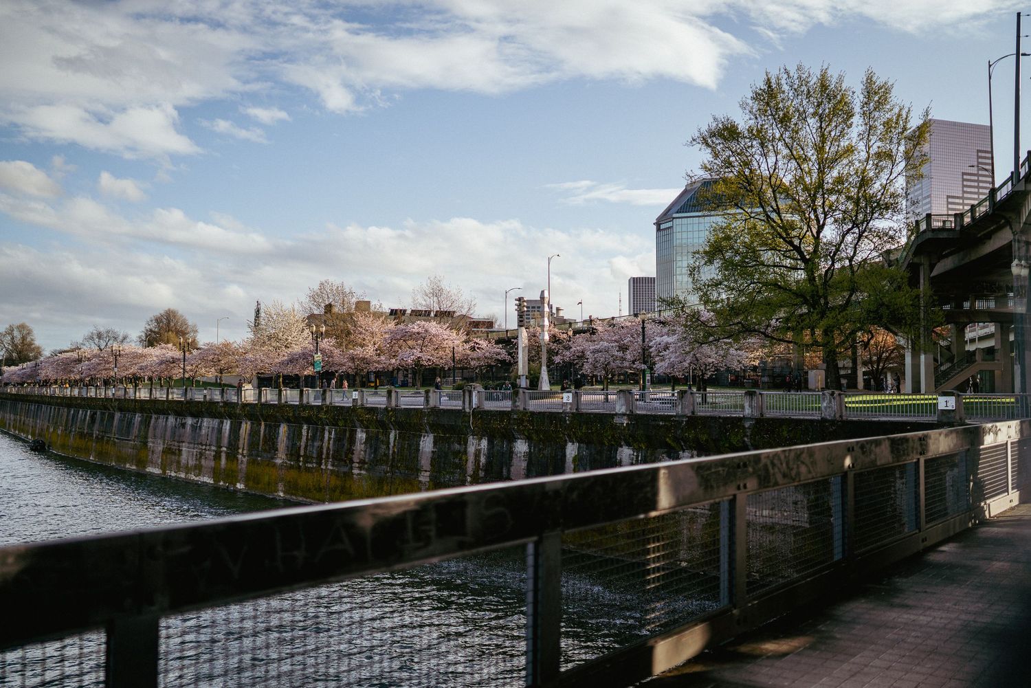 Spring view of Portland Waterfront with blooming cherry blossoms and Willamette River seen from Steel Bridge.