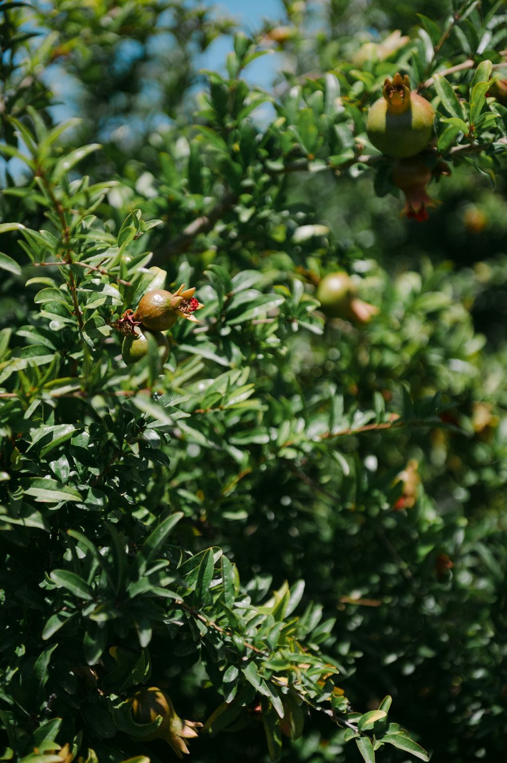 Close-up of vibrant orange-red kumquats growing on a leafy green fruit tree with soft natural bokeh in background.