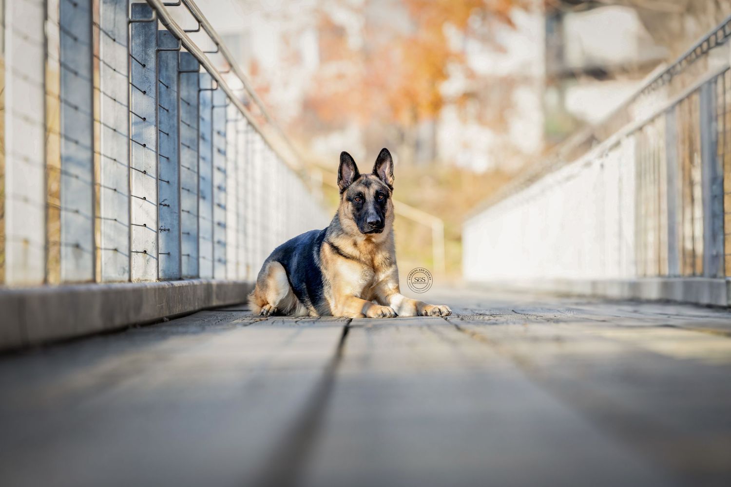 German shepard laying down posing for camera