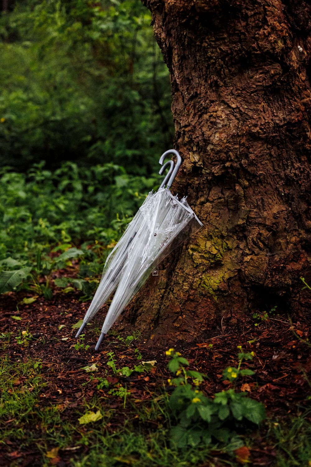 Clear umbrella leaning against a mossy tree trunk in a lush green forest.
