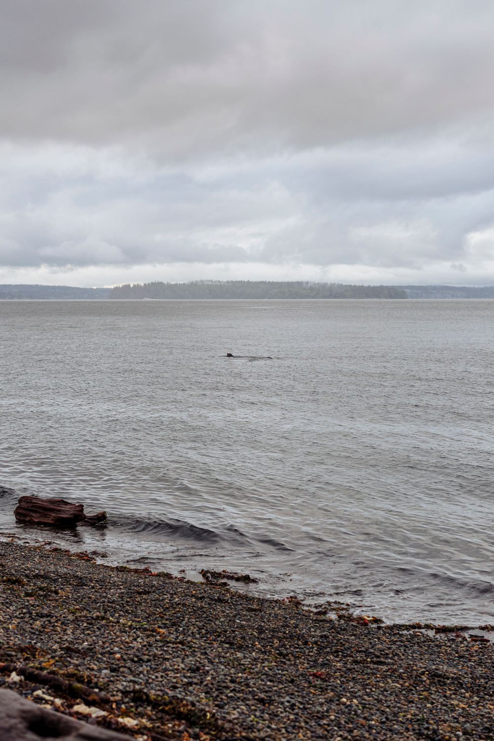 A misty gray seascape with rocky beach and driftwood along the Pacific Northwest coastline.