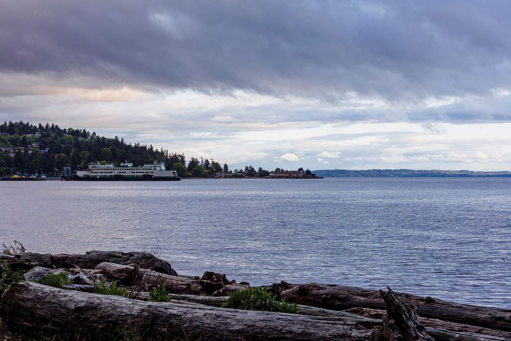 Moody coastal landscape with driftwood in foreground and cloudy skies over water and forested shoreline.