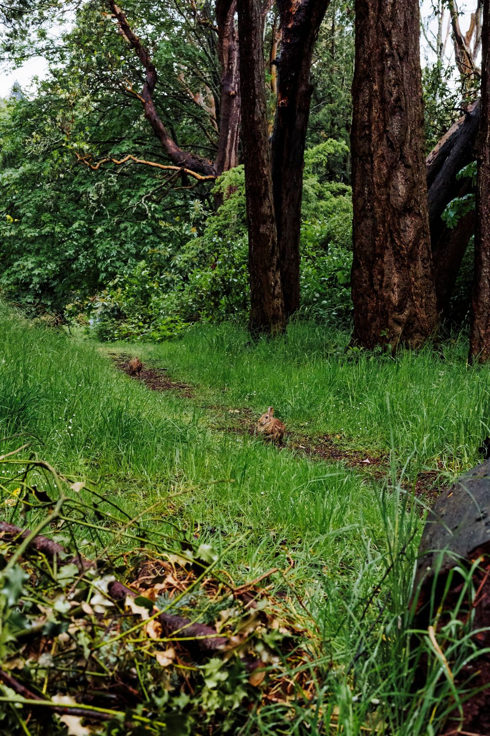 A narrow dirt trail winds through tall green grass and dark tree trunks in a lush forest setting.