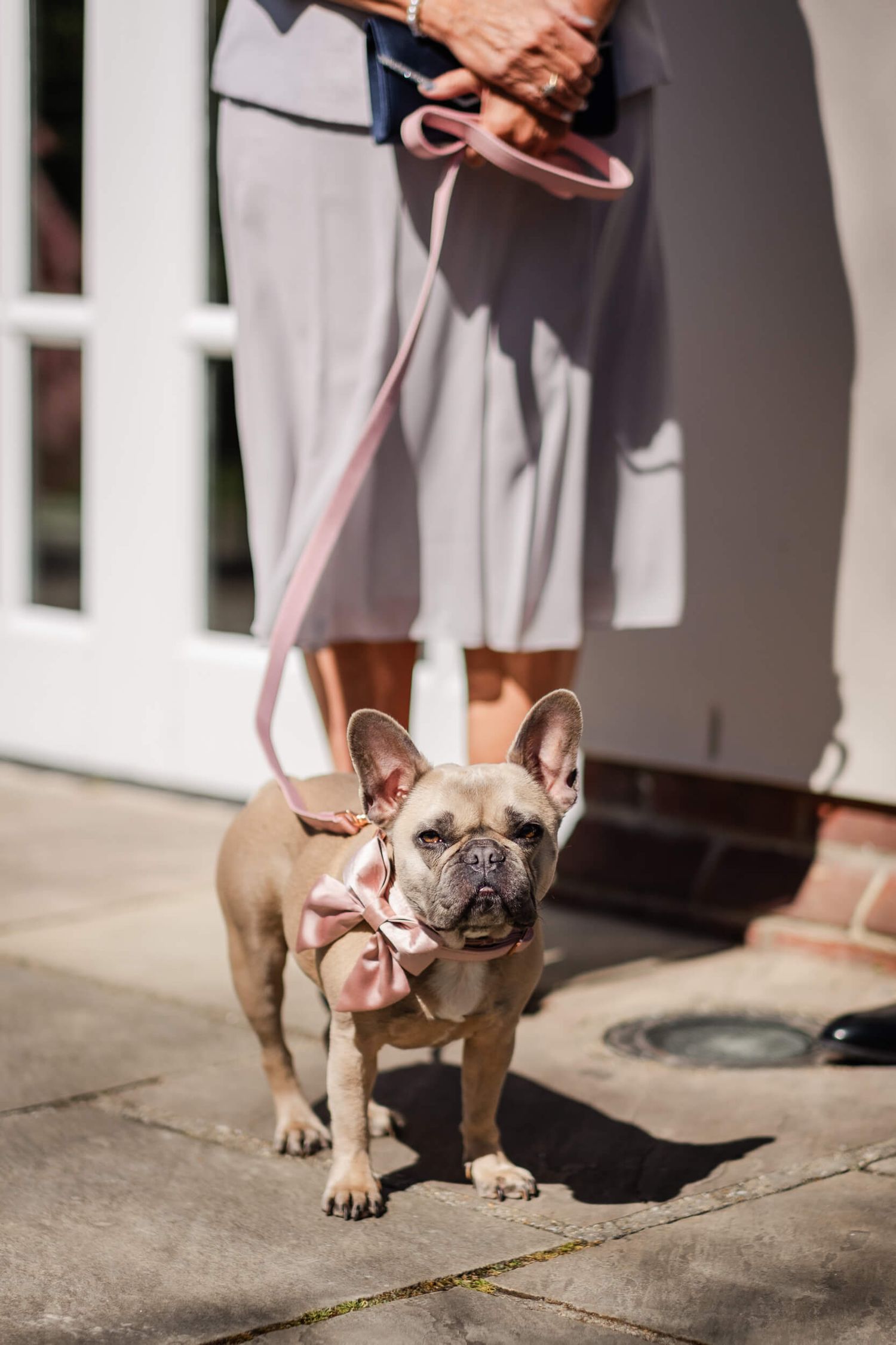 Dog at a wedding in kent