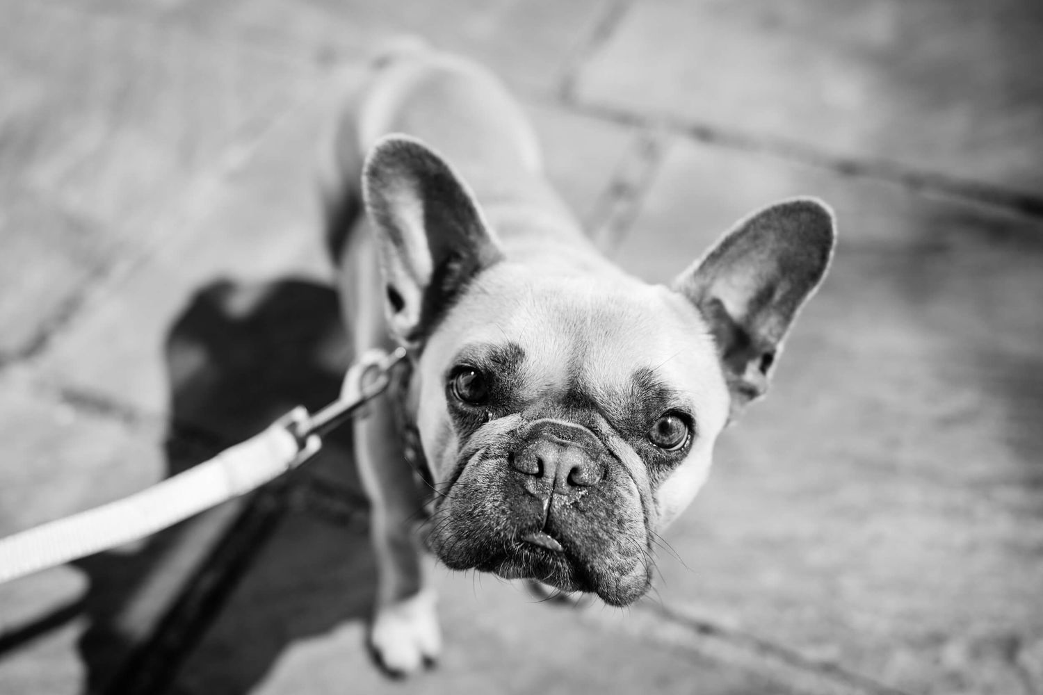 Wedding dog