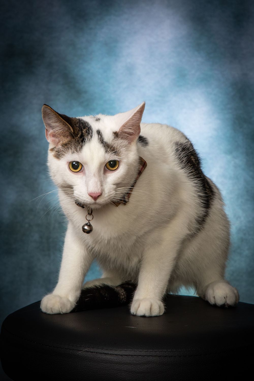 Studio portrait of white and gray cat with collar sitting on black stool against blue backdrop.