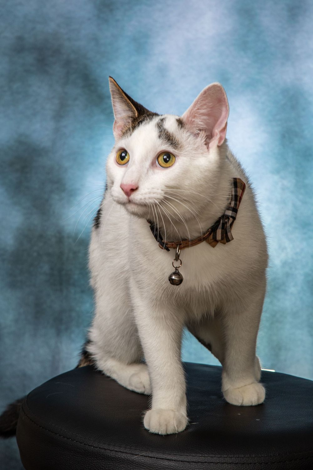 White cat with distinctive black markings stands alertly on black stool against blue background.