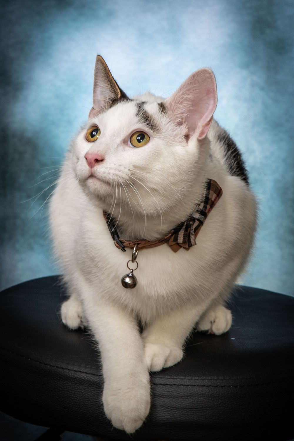 White cat with black markings wearing a brown collar sits regally against blue backdrop for portrait session.