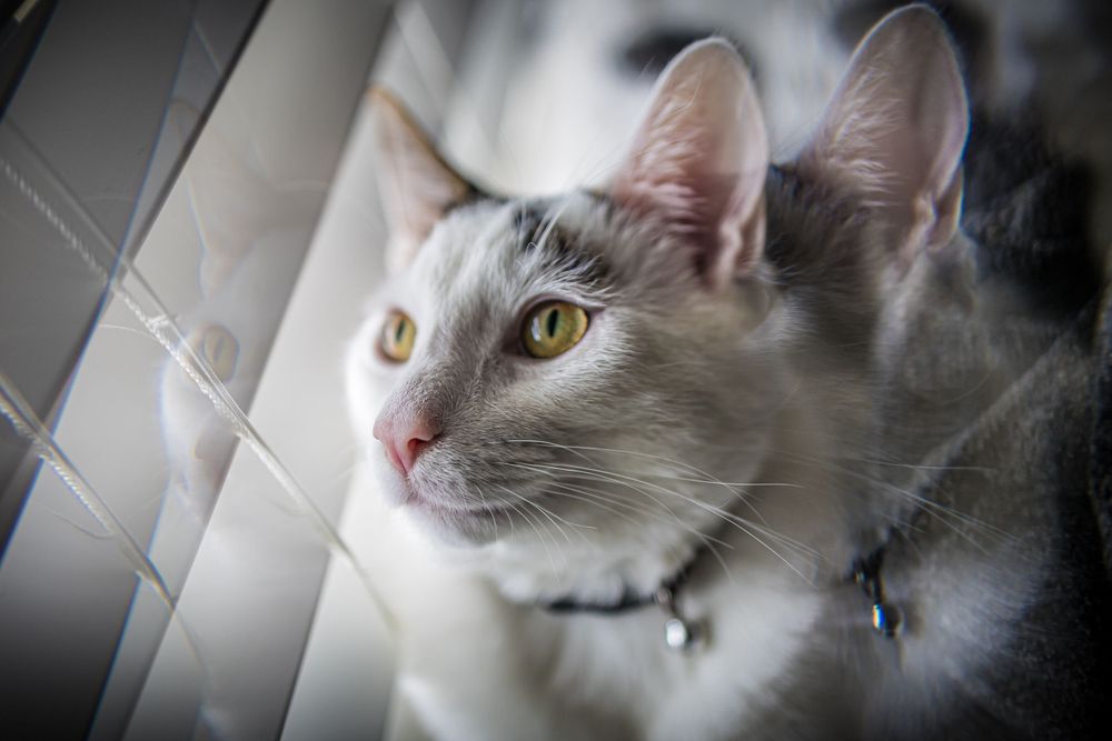 Grey and white cat with golden eyes gazing thoughtfully near window blinds.