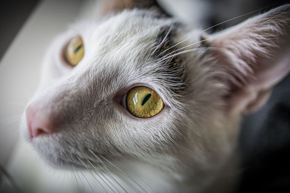 Artistic close-up of a white cat's face showing striking golden eyes and delicate features.
