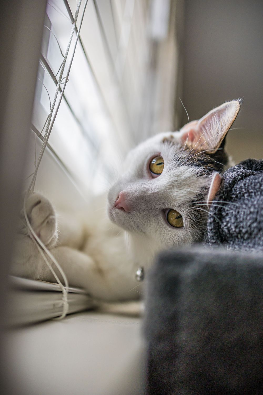 White and gray cat with golden eyes gazing intently from behind a dark cushion.