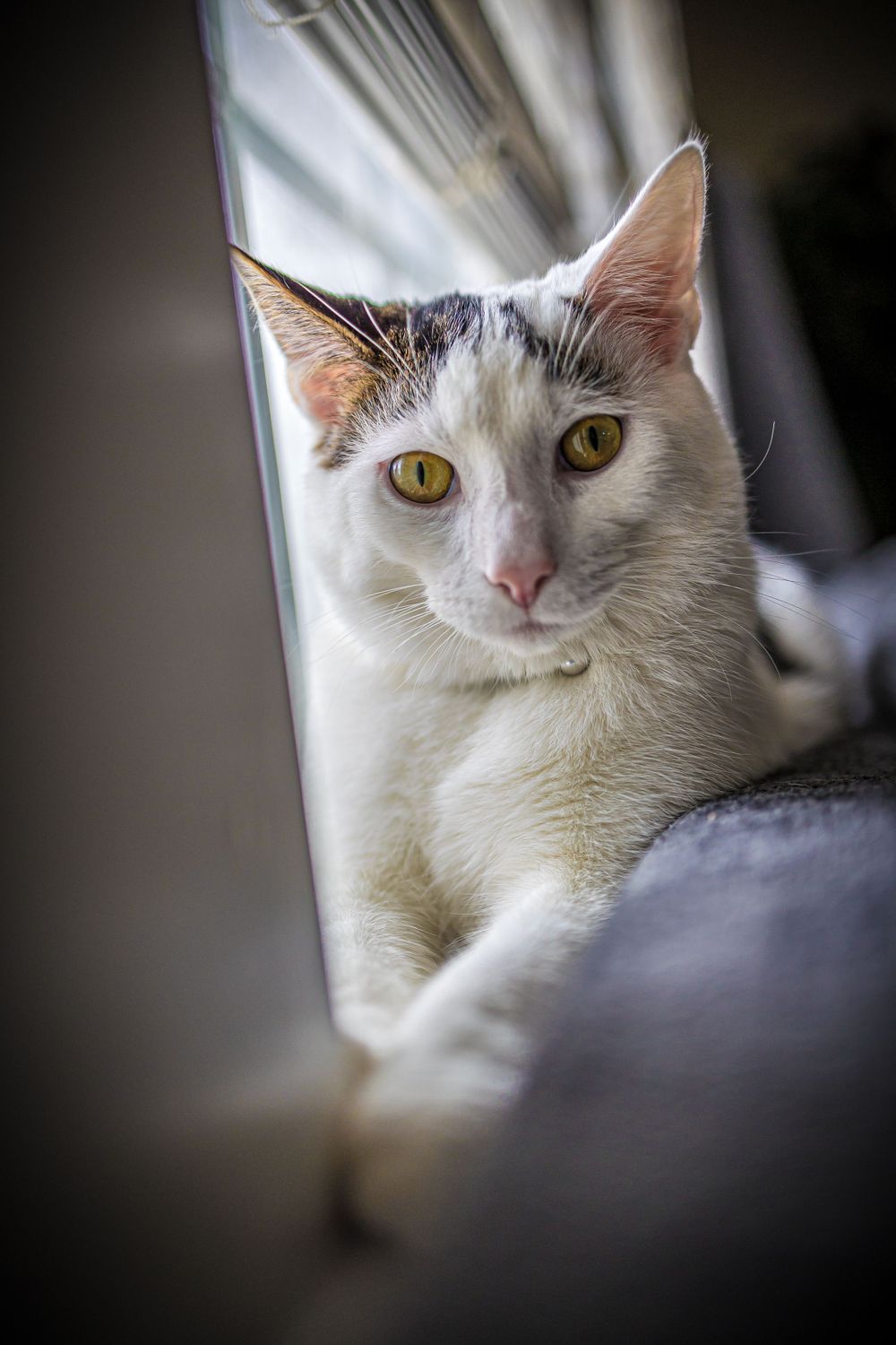 Portrait of a white cat with subtle gray markings and bright yellow eyes resting by window.