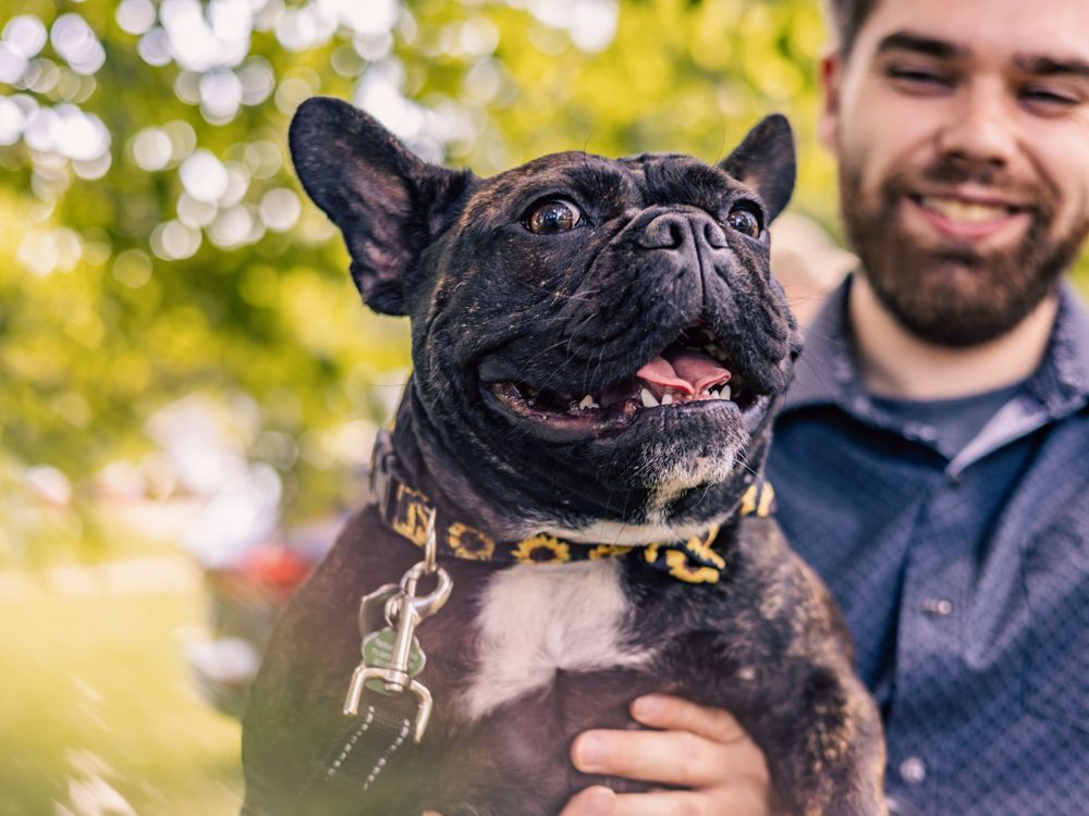 Happy French Bulldog wearing a decorative collar outdoors on a sunny day.