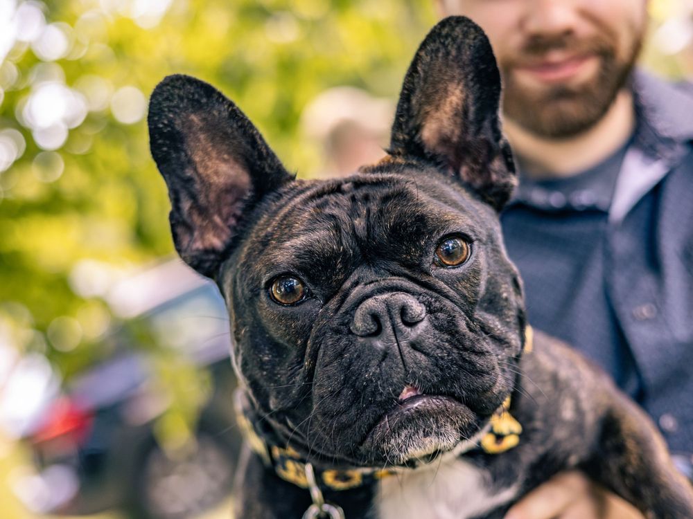 Close up portrait of a French Bulldog with expressive eyes wearing a gold chain collar.