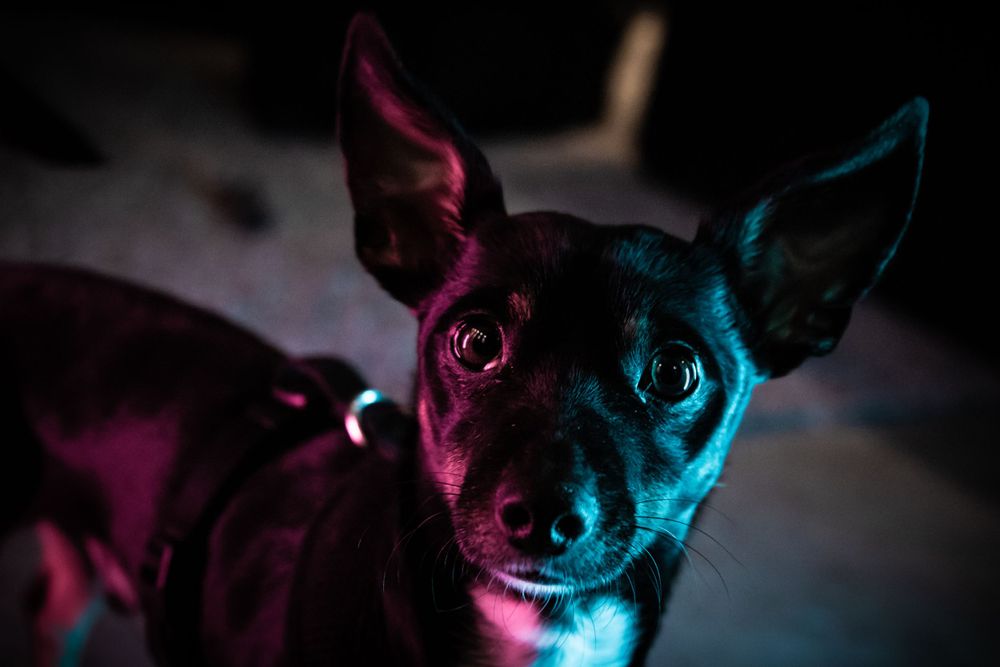 Close-up of dog's face split between neon pink and blue lighting creates otherworldly effect.