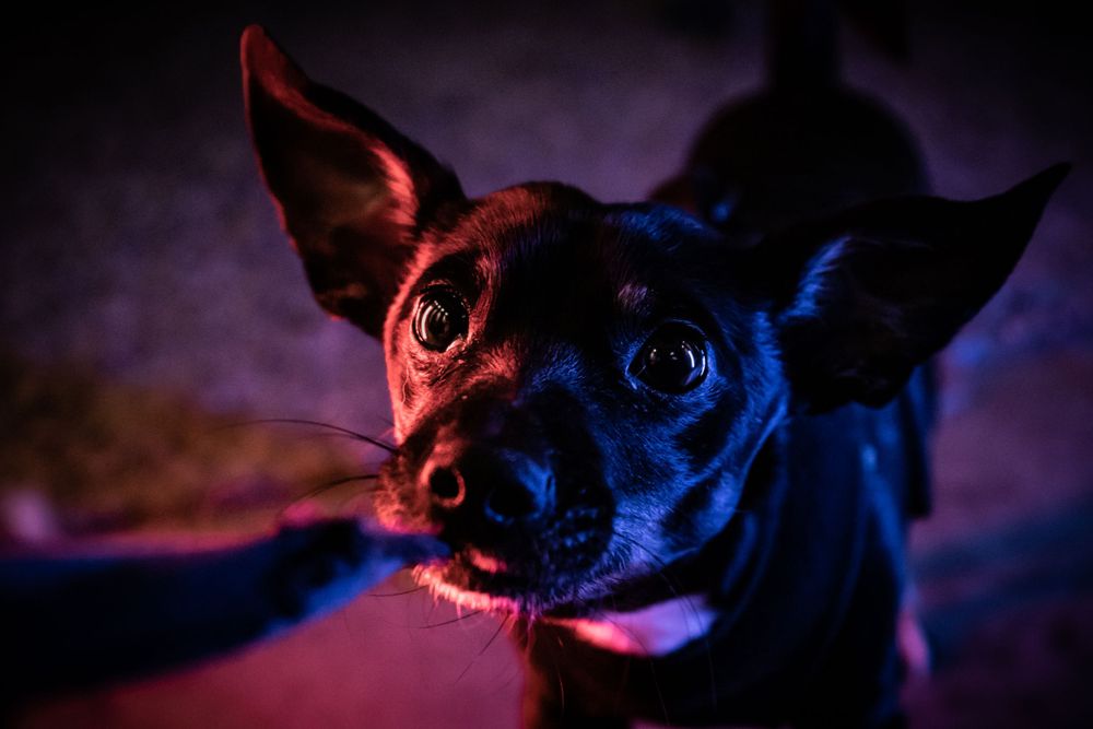 Small black dog's portrait illuminated by vibrant red and blue lighting in dark setting.