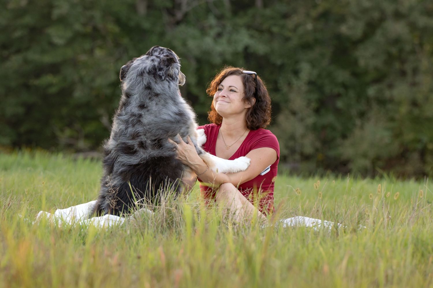 A large grey dog sits upright in a grassy meadow while performing a trick on a summer afternoon.