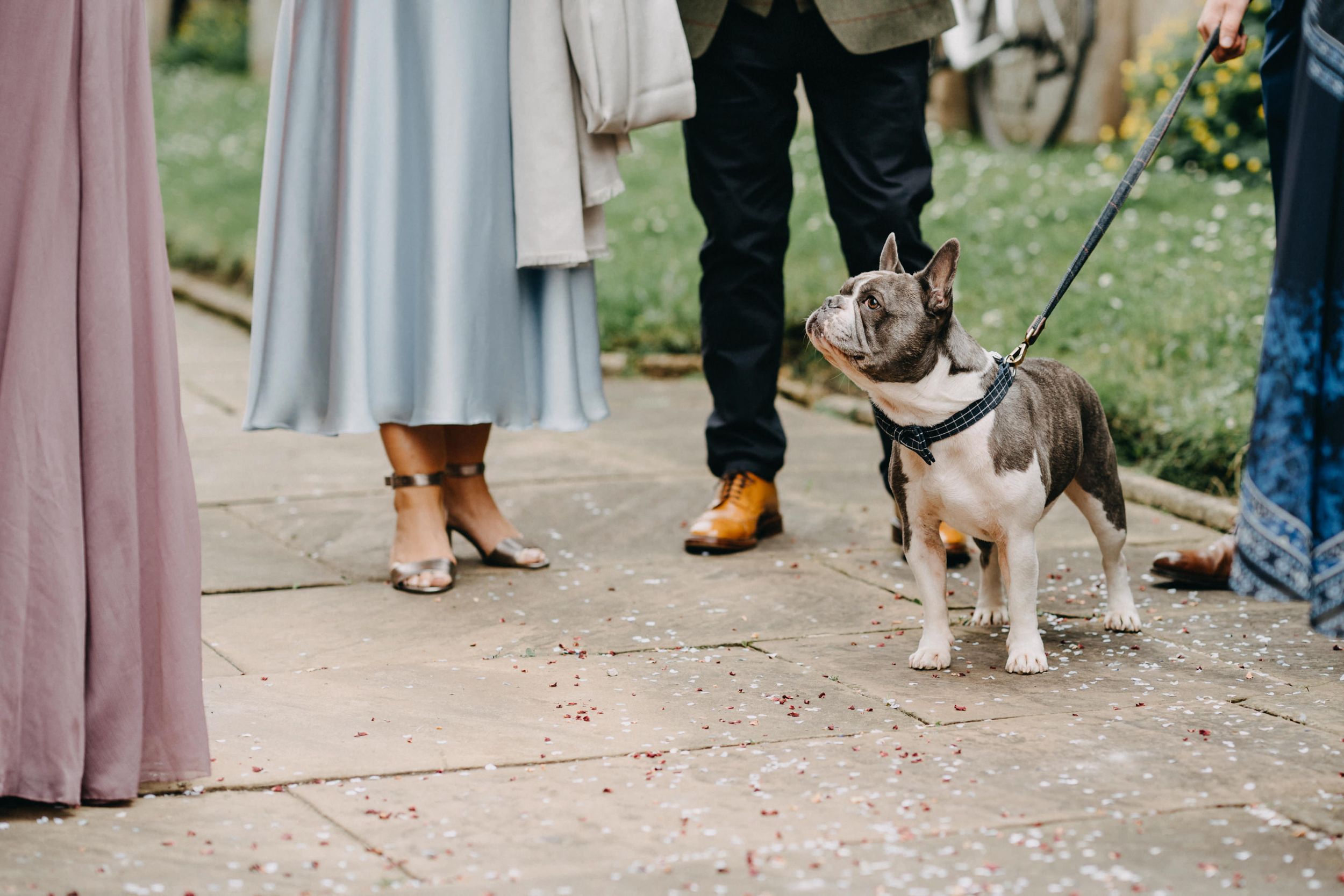 A leashed pit bull dog stands on a path between people wearing elegant dress shoes and flowing dresses.