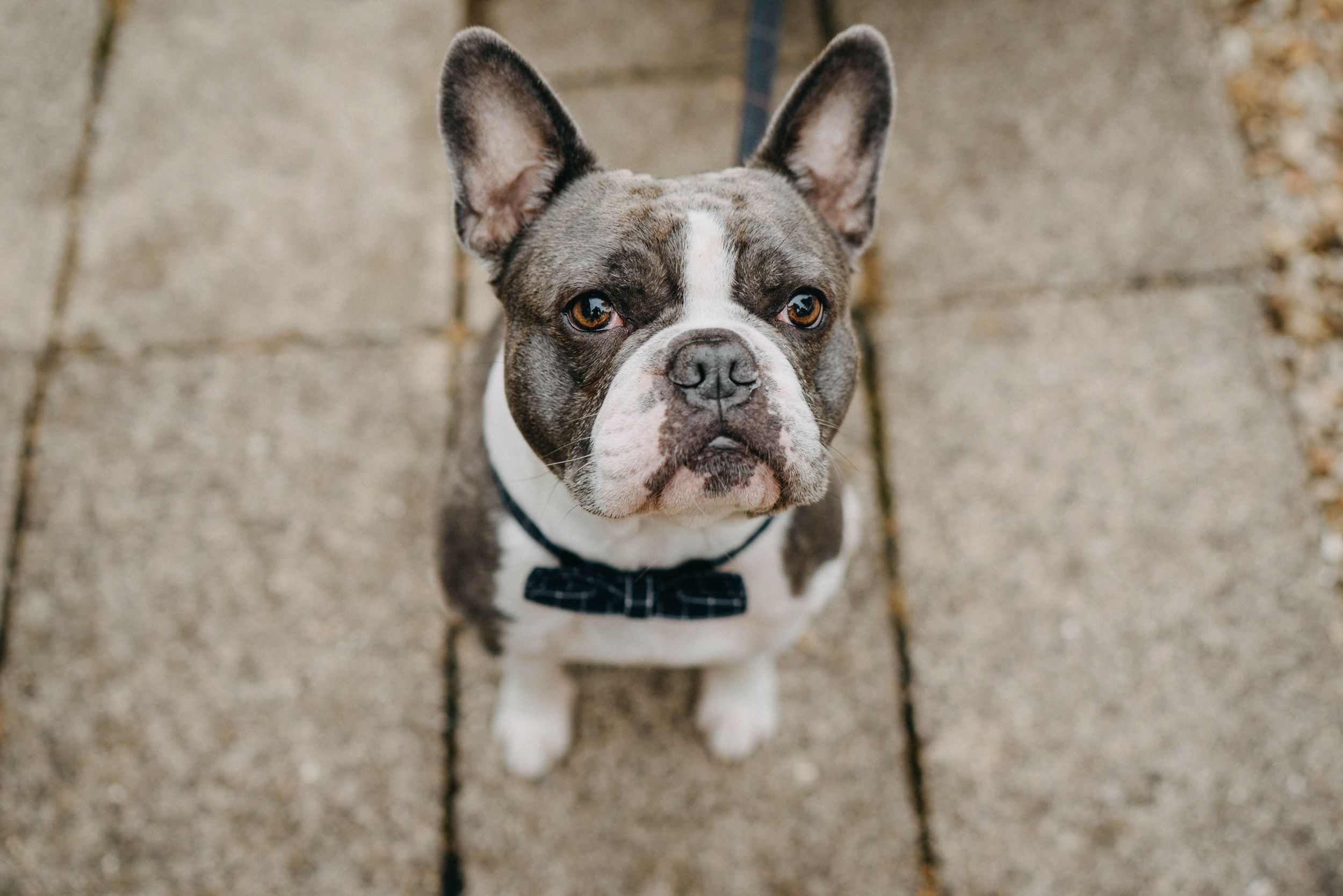 An adorable French Bulldog with a black and white coat wearing a collar looks up at the camera from concrete ground.