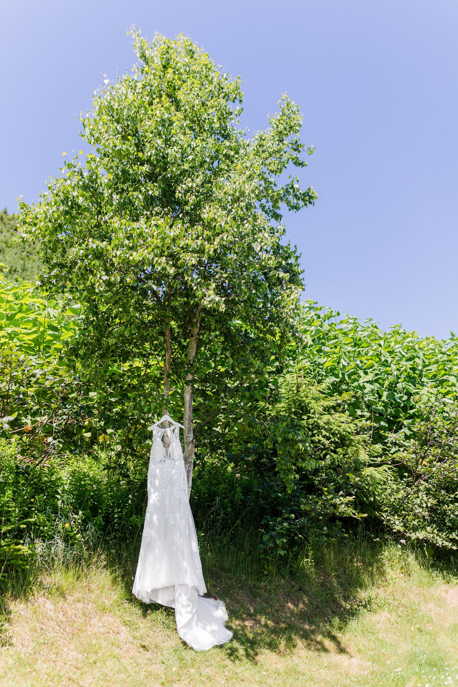 A white wedding dress hangs elegantly on a tree branch against a backdrop of lush green foliage and blue sky.