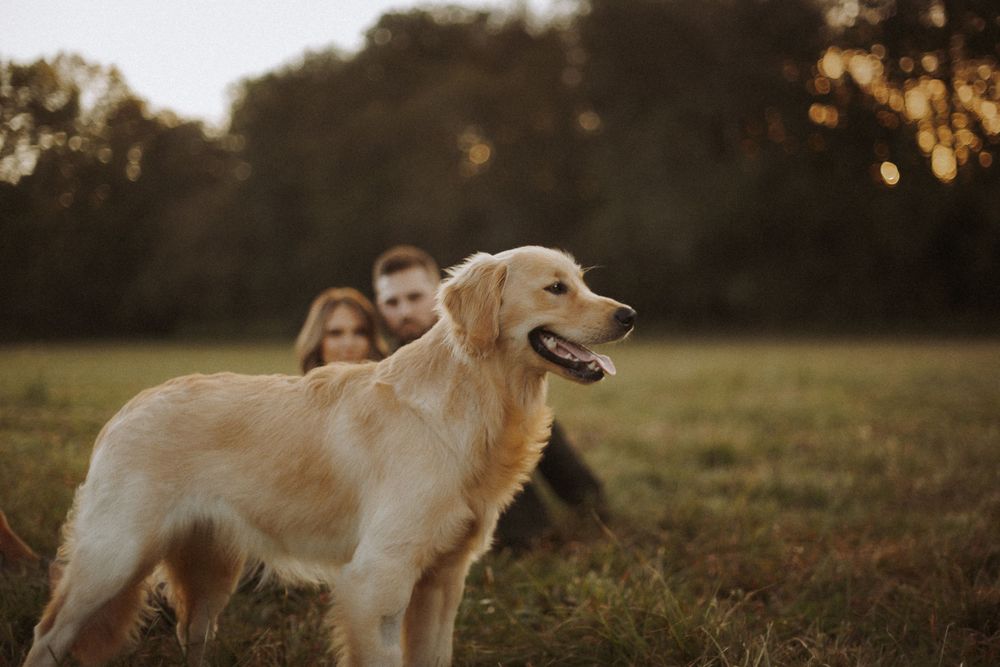 couple photographed with golden retriever dog in golden hour photoshoot in Alabama