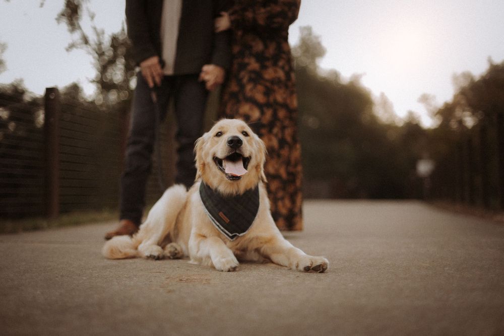 couple photographed with golden retriever dog in golden hour photoshoot in North Alabama