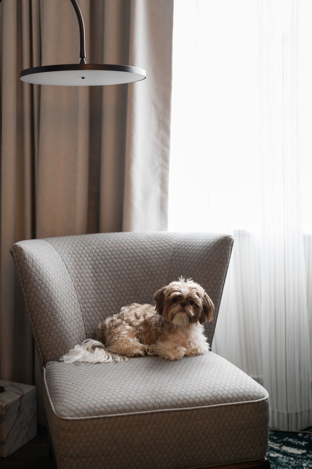 Small fluffy dog relaxing on a gray upholstered chair under a modern pendant lamp by a window.