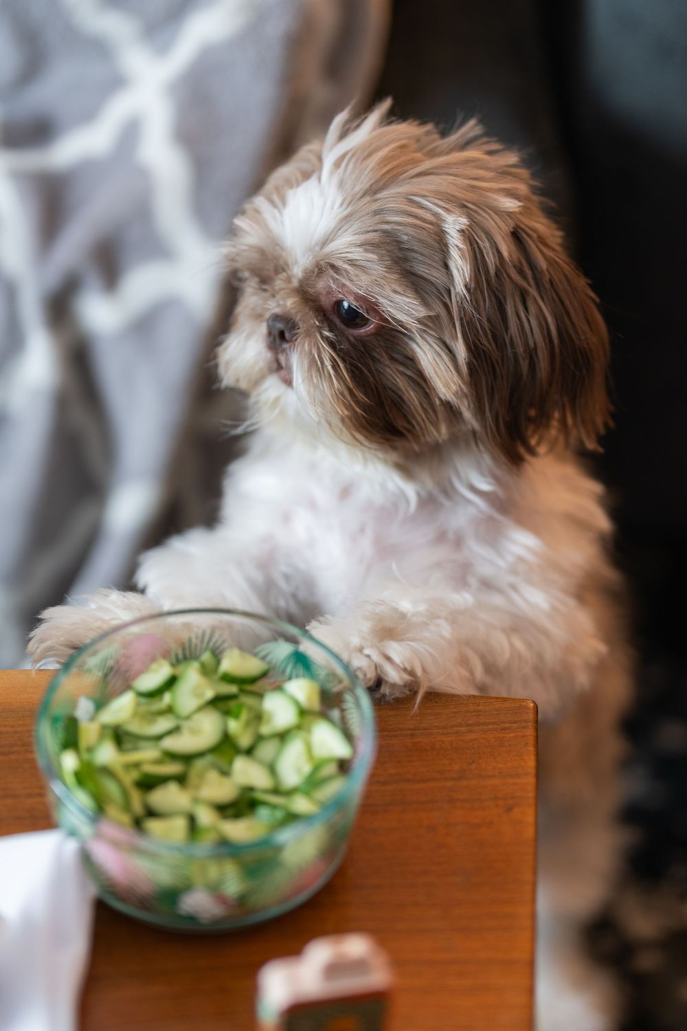 Curious small dog looking at bowl of fresh sliced cucumber on wooden table.