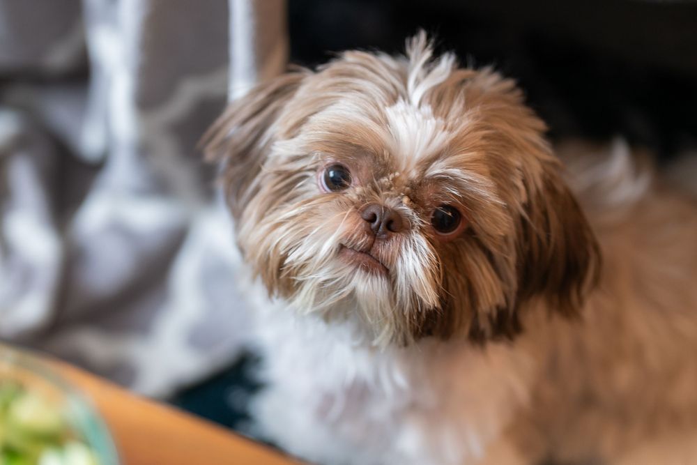 A small Yorkshire terrier puppy with fluffy brown fur looking directly at the camera with bright eyes.
