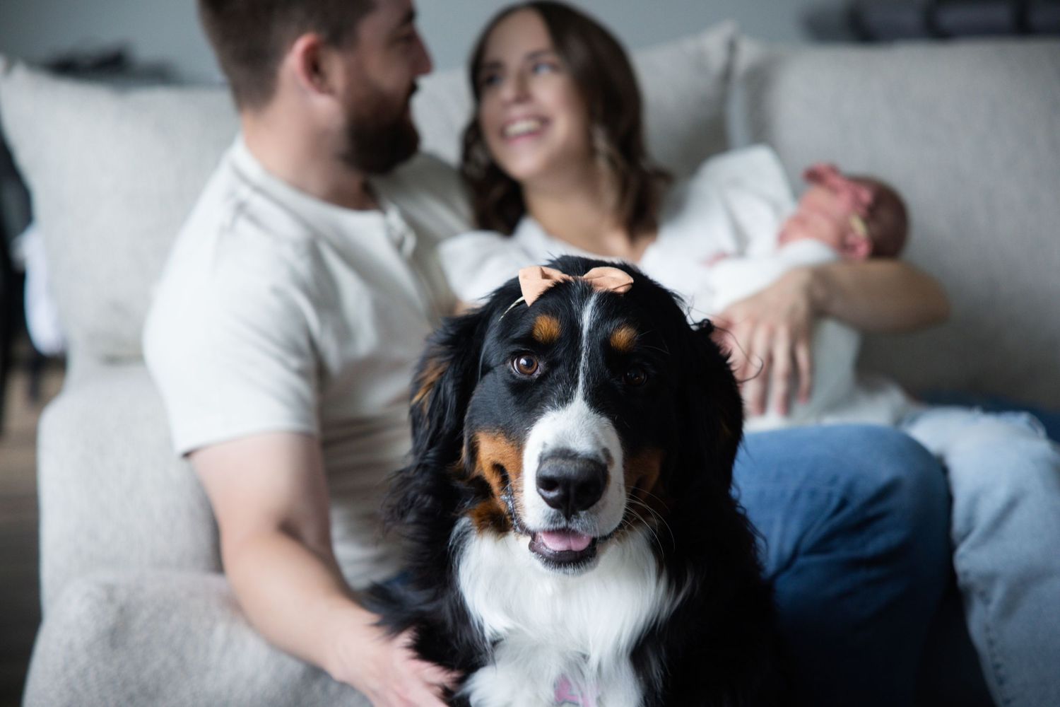 Happy Bernese mountain dog smiling while relaxing on couch with family at home during a newborn session at home