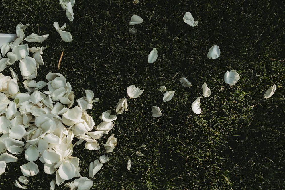 White magnolia flower petals scattered on dark mossy ground create a delicate natural contrast in a garden setting.