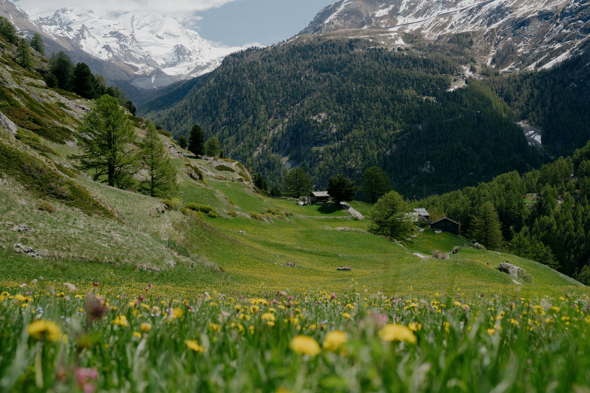 Alpine meadow with yellow wildflowers beneath snow-capped mountains and evergreen forests in the Swiss Alps.