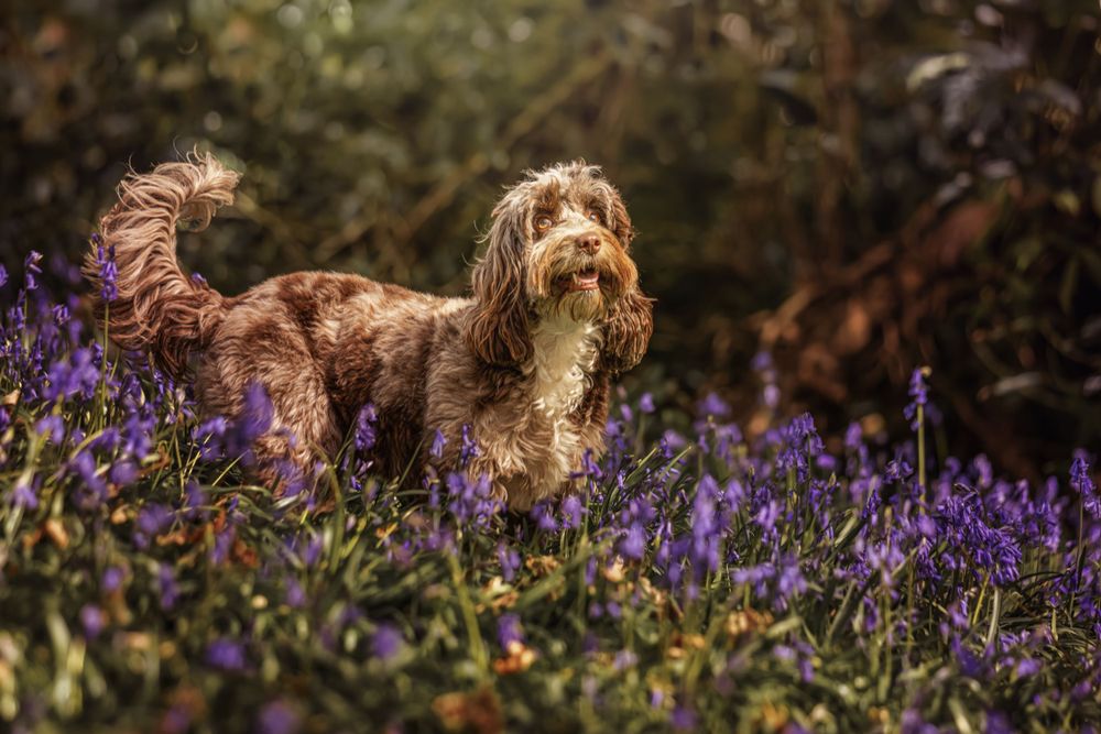 Brown cockapoo dog stands among vibrant purple wildflowers in a garden setting at golden hour.