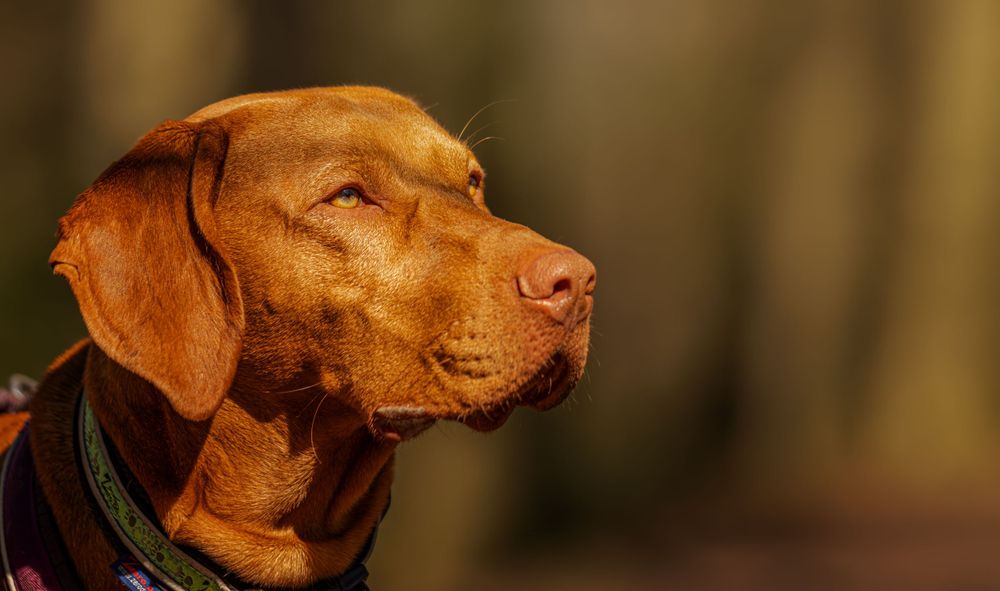 A reddish-brown Vizsla dog with a sleek coat gazes intently to the side in warm lighting with a soft background.