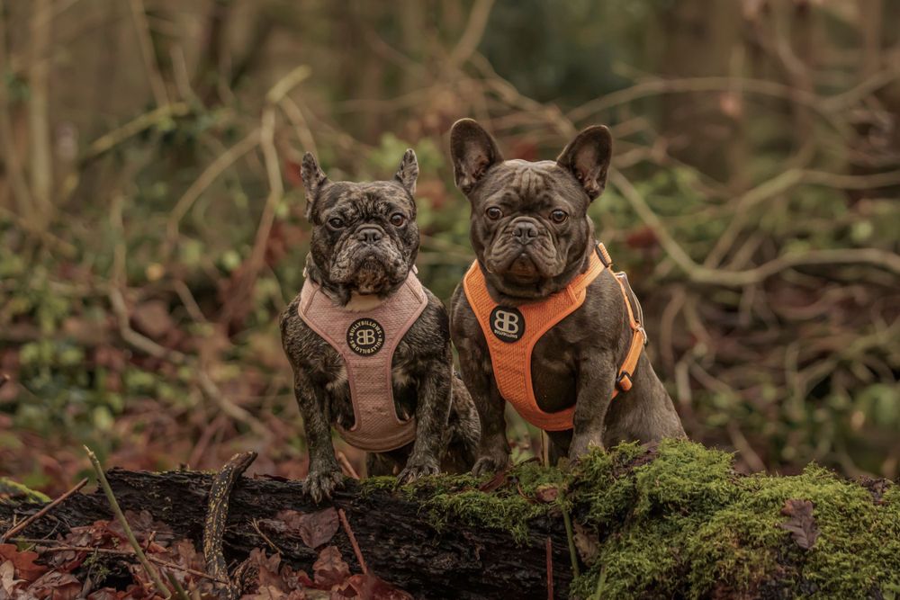Two French Bulldogs wearing brown and orange harnesses sit together on mossy ground in a forest setting.