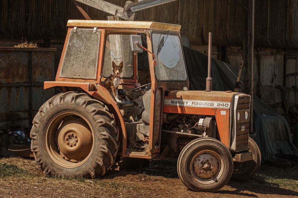 Old rustic Massey Ferguson tractor parked in a wooden barn with warm evening light.