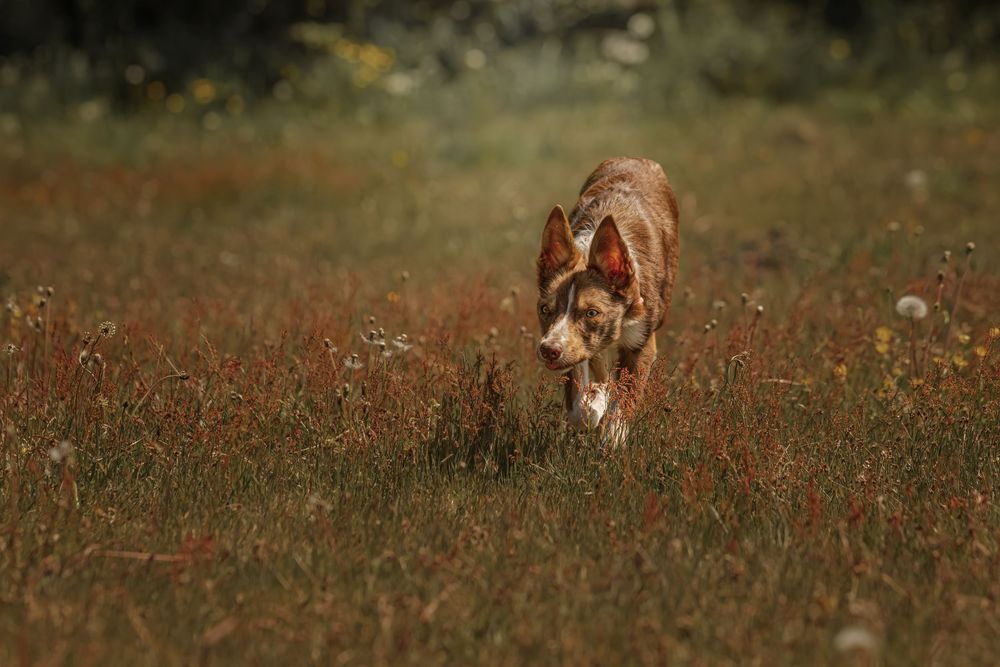 A brown and white dog walks through a rustic meadow with wildflowers during golden hour.
