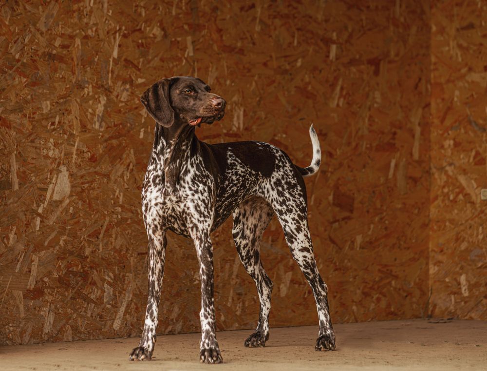 German Shorthaired Pointer dog stands alertly against textured brown background showing distinctive spotted coat pattern.