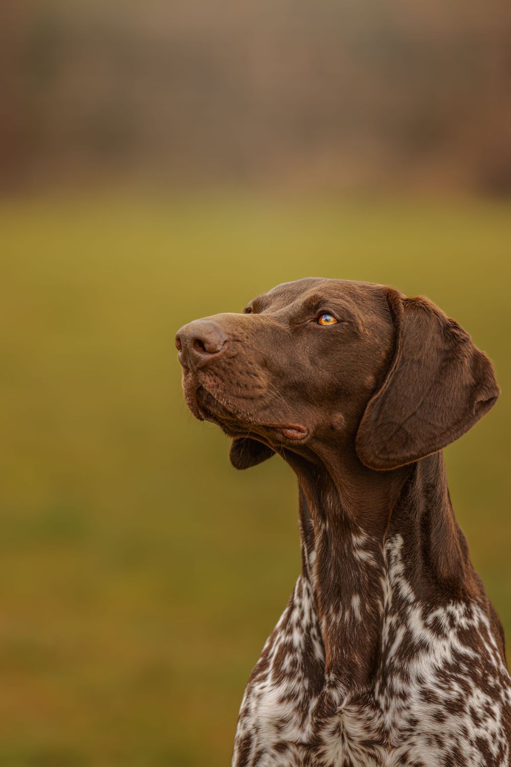 Close-up portrait of a German Shorthaired Pointer dog with brown and white spotted coat against blurred autumn background.